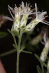 Toothed whitetop aster 